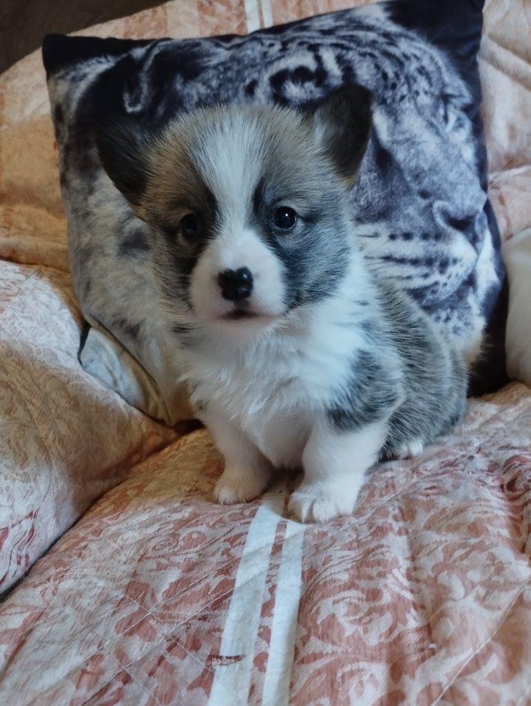 du Domaine D'Arinella Bianca - Chiot disponible  - Welsh Corgi Pembroke