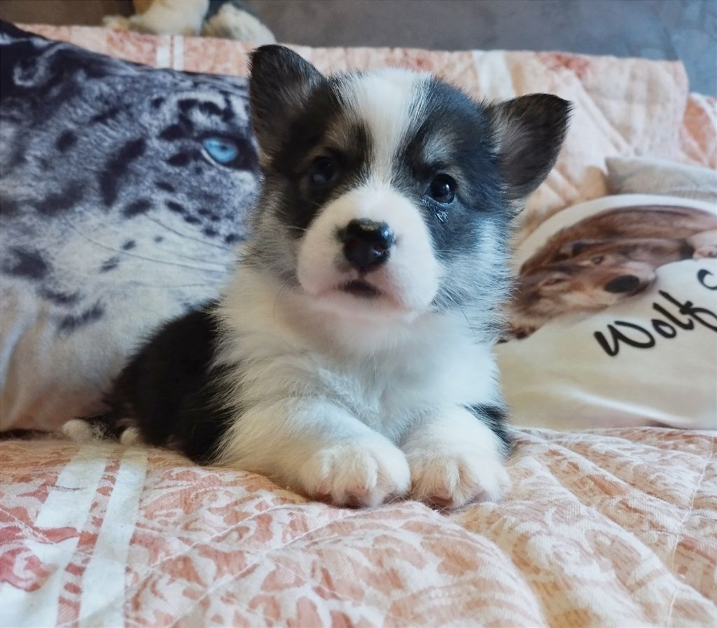 du Domaine D'Arinella Bianca - Chiot disponible  - Welsh Corgi Pembroke