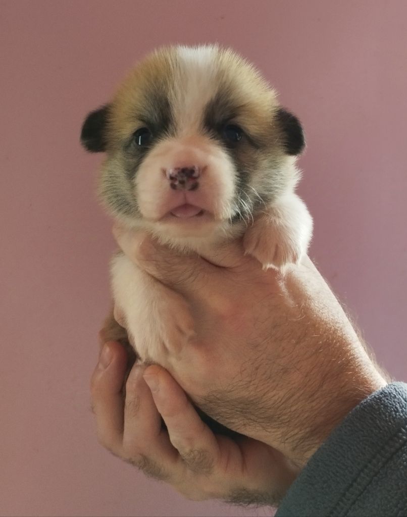 du Domaine D'Arinella Bianca - Chiot disponible  - Welsh Corgi Pembroke