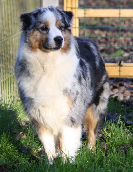 Opal Aussie Divine baby doll