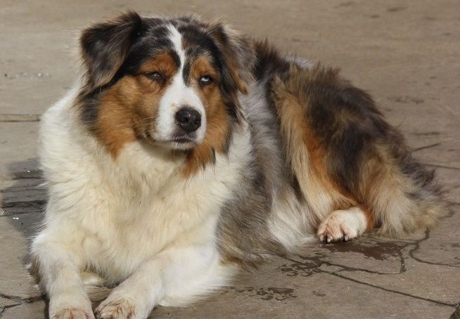 Fbi agent abby sciuto du Domaine D'Arinella Bianca