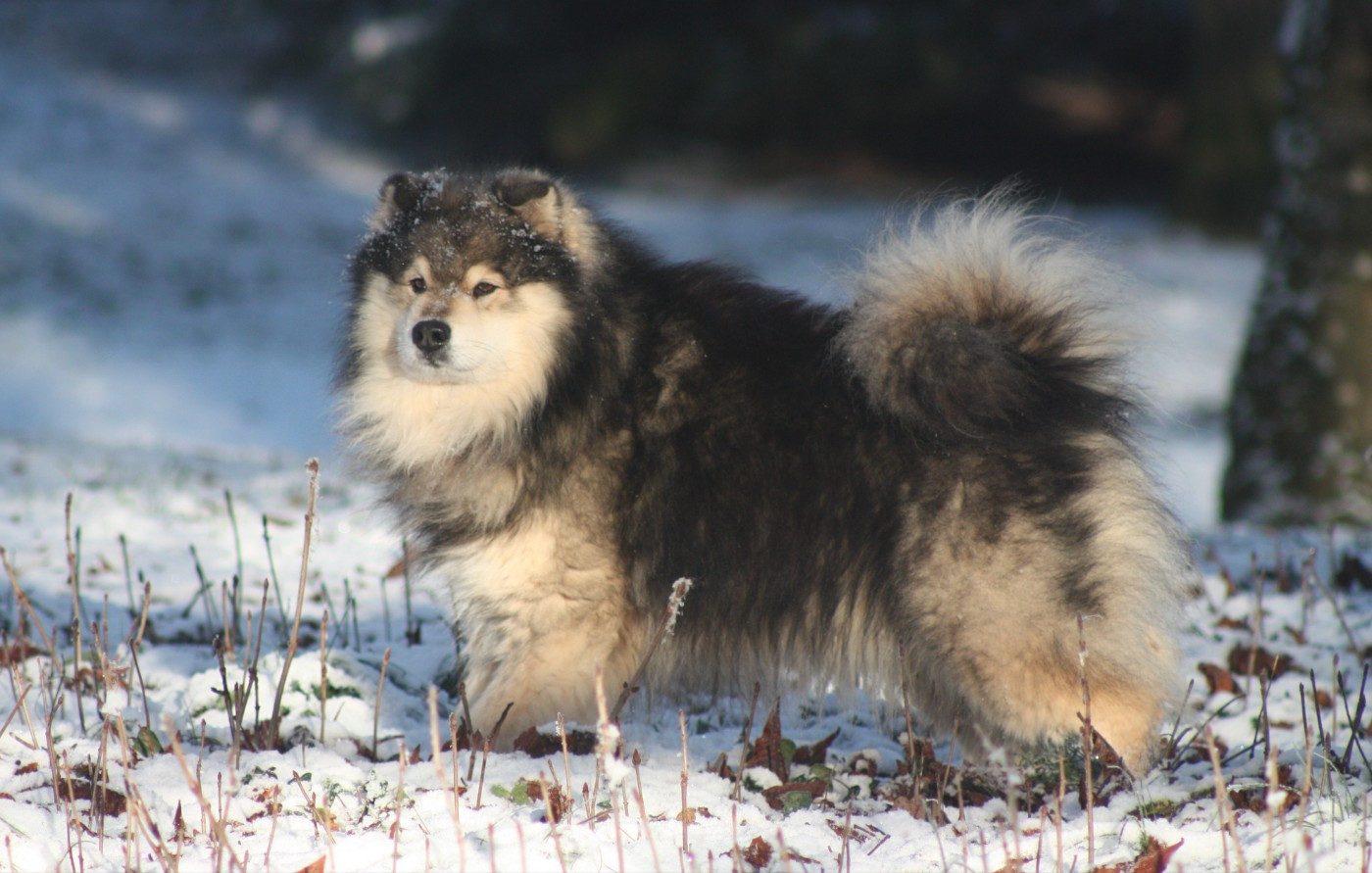 millermead Vibrant pow vow (dit ghost)