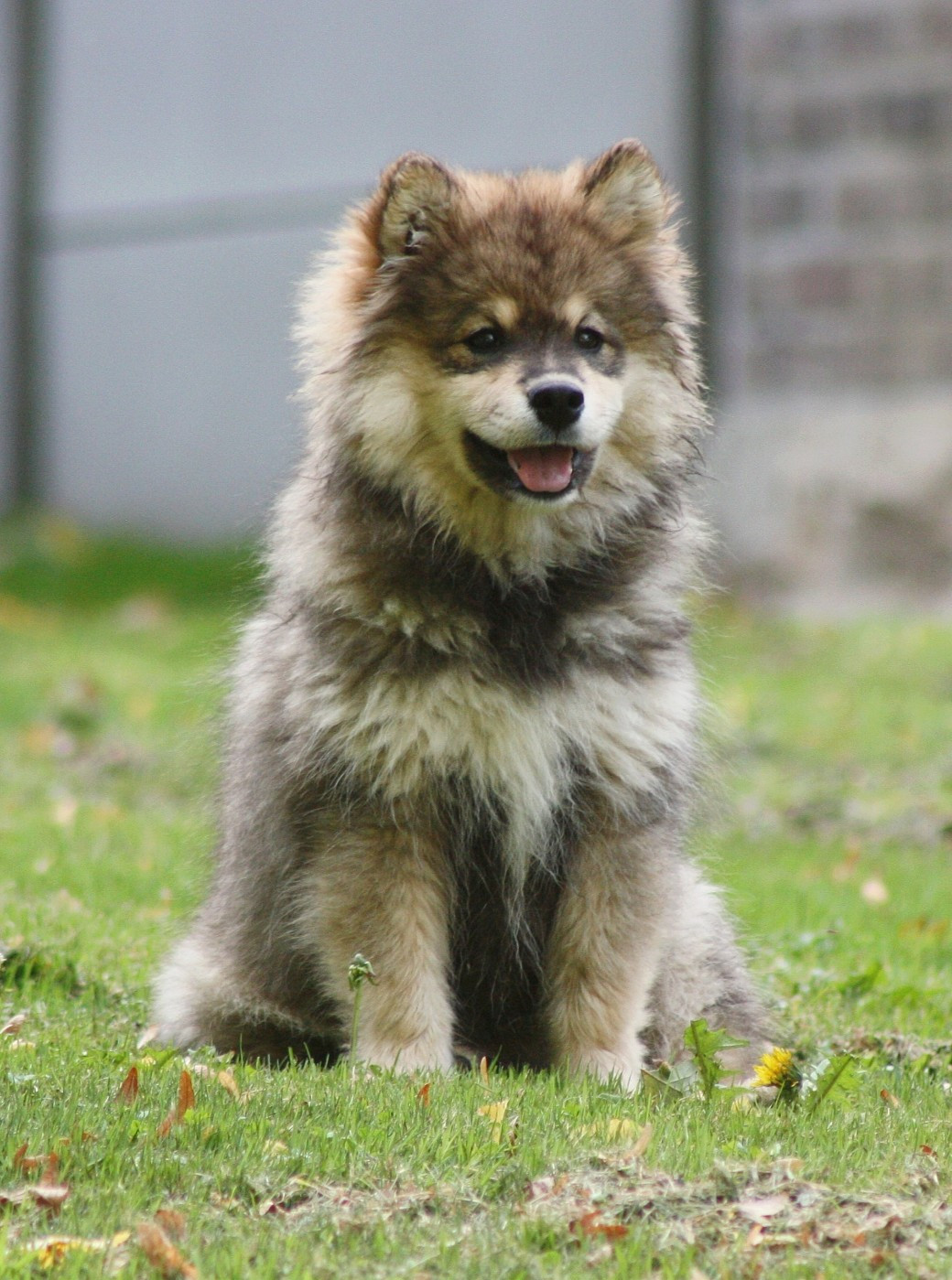 Avatar na'vi du Domaine D'Arinella Bianca