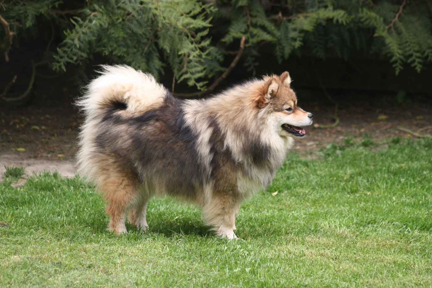 Avatar na'vi du Domaine D'Arinella Bianca