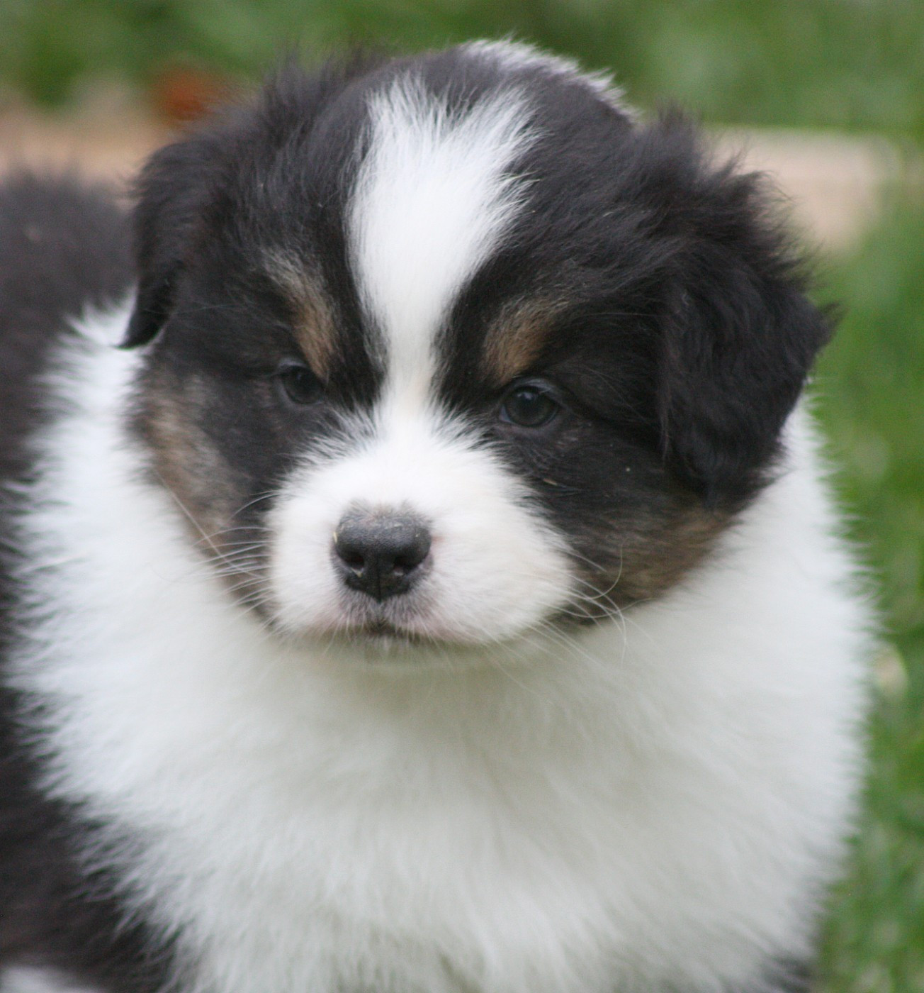 American Navajo du Domaine D'Arinella Bianca