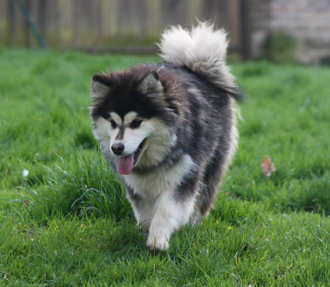 finda Elizabeth swan