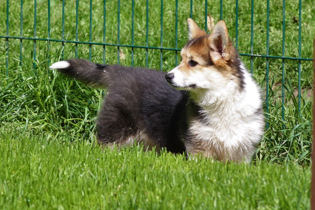 CESSATION DEFINITIVE DE L'ELEVAGE DU WELSH CORGI PEMBROKE 