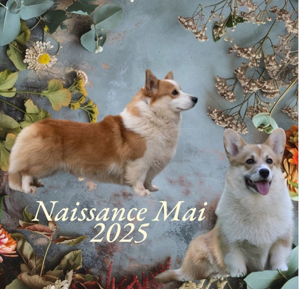 du Domaine D'Arinella Bianca - Chiots Corgis pour le mois de Mai 