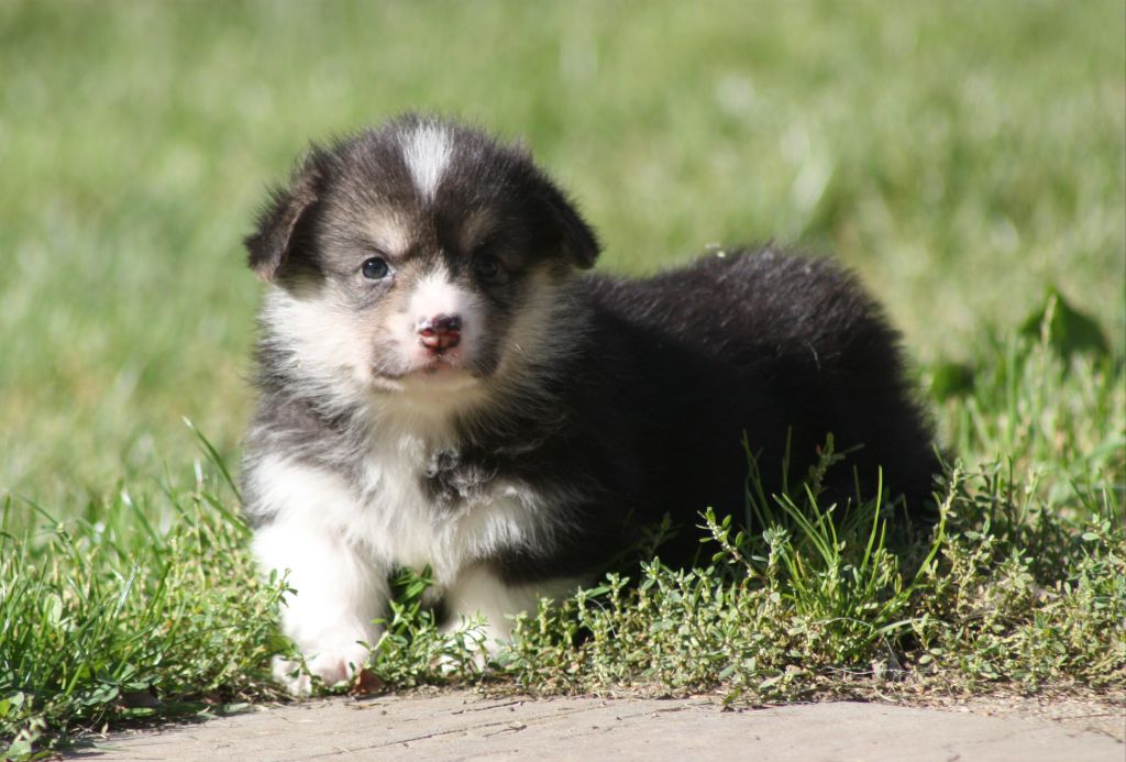 du Domaine D'Arinella Bianca - Chiots disponibles - Welsh Corgi Pembroke