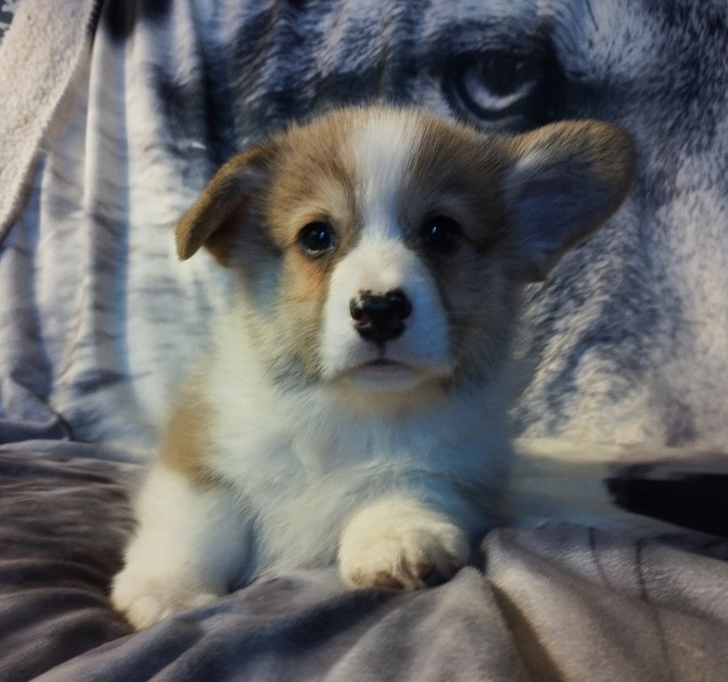 du Domaine D'Arinella Bianca - Welsh Corgi Pembroke - Portée née le 03/09/2024