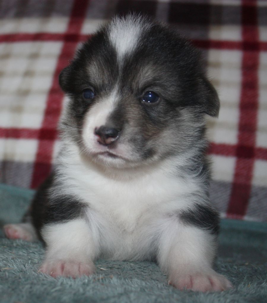 du Domaine D'Arinella Bianca - Chiots disponibles - Welsh Corgi Pembroke