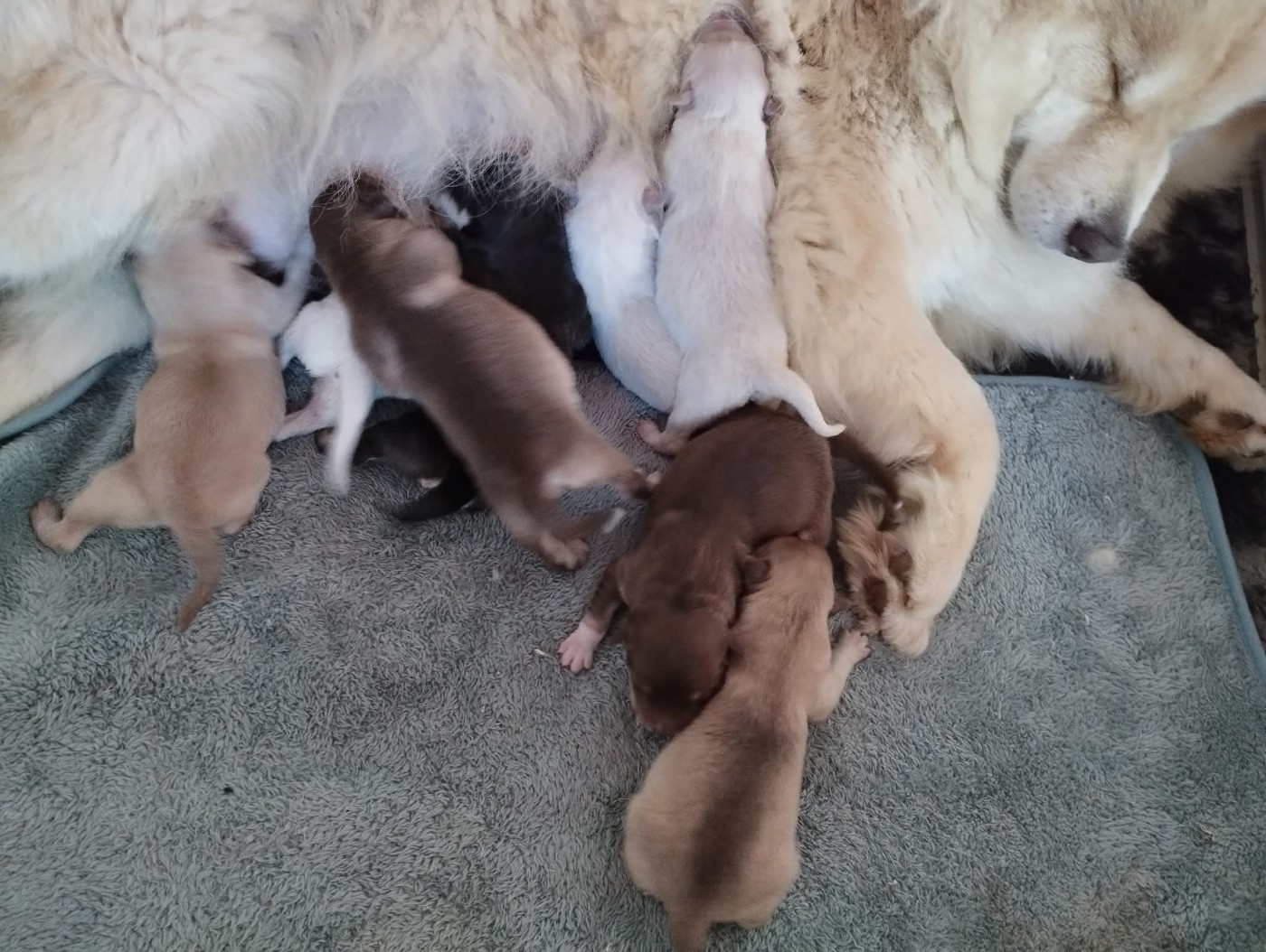 du Domaine D'Arinella Bianca - Chien finnois de Laponie - Portée née le 17/11/2025