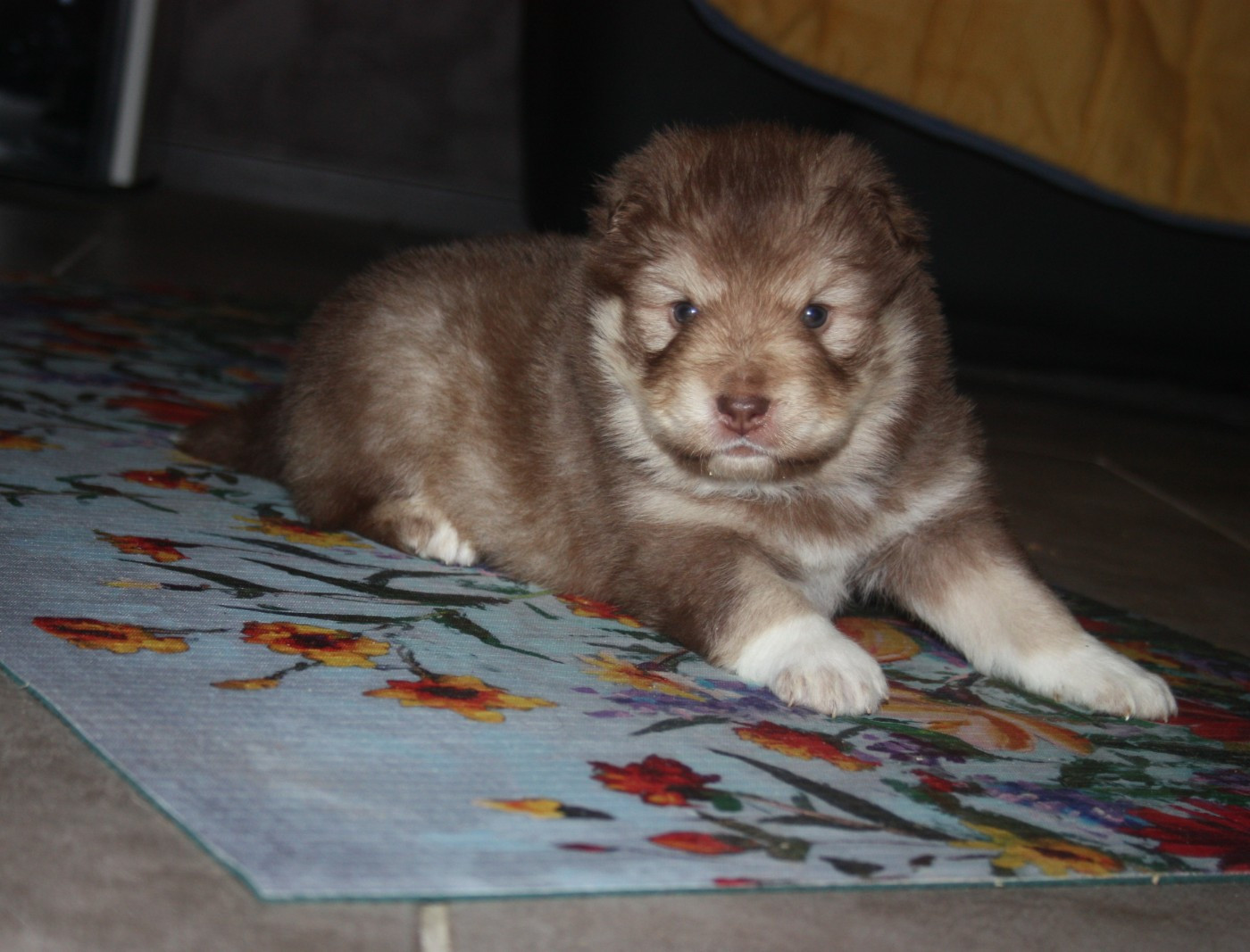 du Domaine D'Arinella Bianca - Chiots disponibles - Chien finnois de Laponie