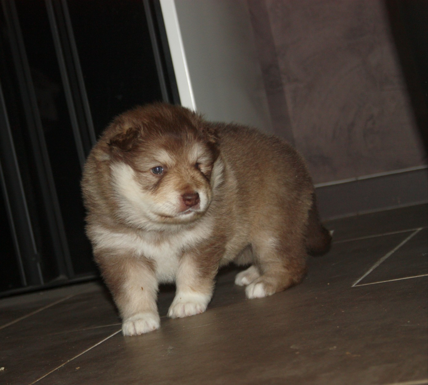 du Domaine D'Arinella Bianca - Chiots disponibles - Chien finnois de Laponie