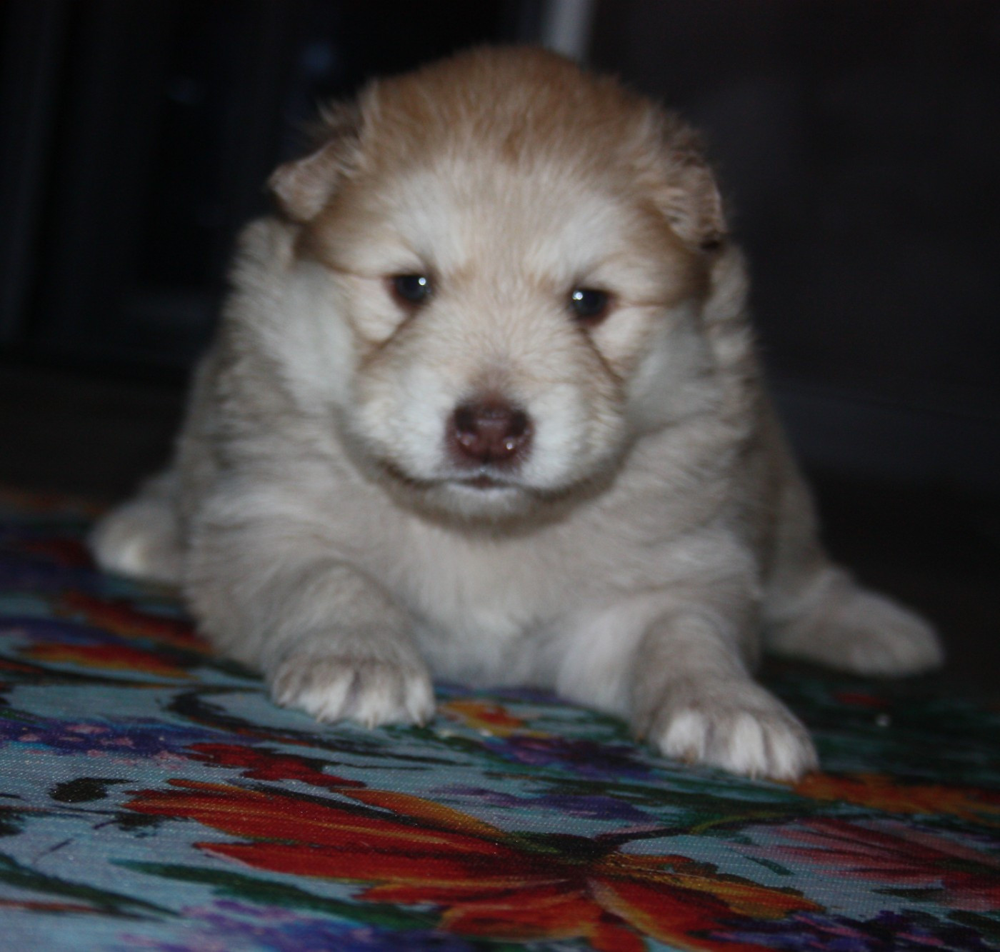 du Domaine D'Arinella Bianca - Chiots disponibles - Chien finnois de Laponie