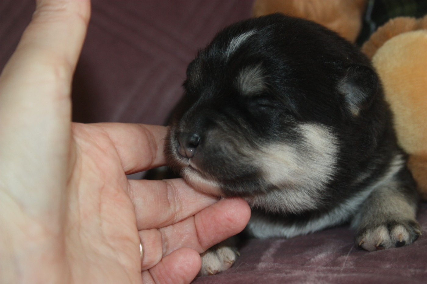 du Domaine D'Arinella Bianca - Chiots disponibles - Chien finnois de Laponie