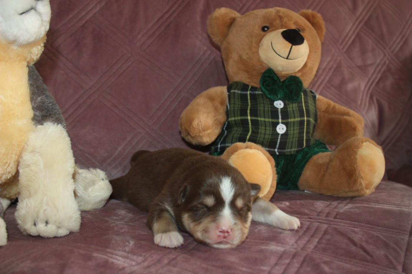 du Domaine D'Arinella Bianca - Chien finnois de Laponie - Portée née le 25/12/2025