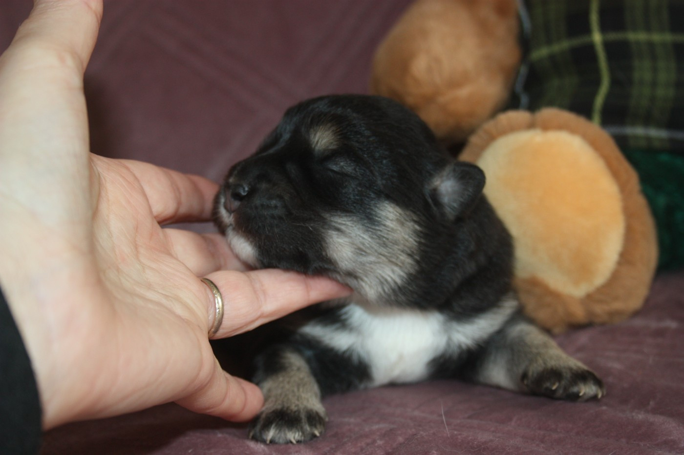 du Domaine D'Arinella Bianca - Chiots disponibles - Chien finnois de Laponie