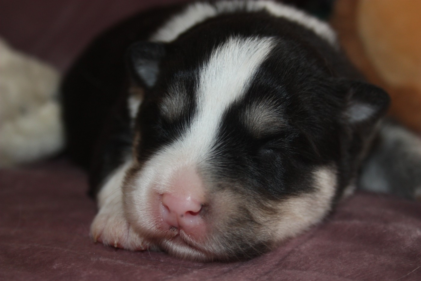 du Domaine D'Arinella Bianca - Chiots disponibles - Chien finnois de Laponie