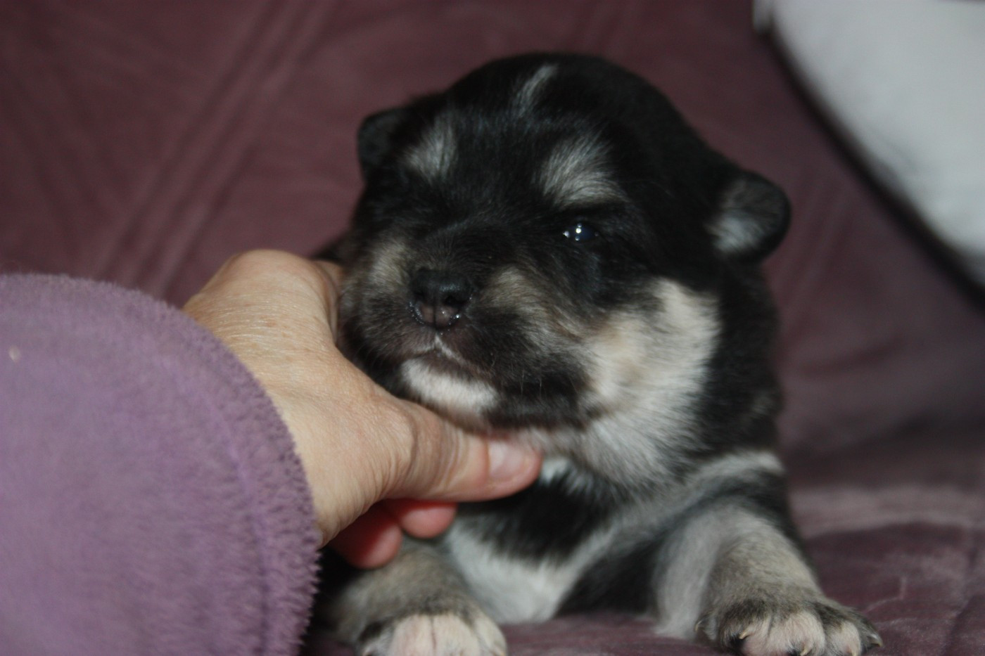 du Domaine D'Arinella Bianca - Chiots disponibles - Chien finnois de Laponie