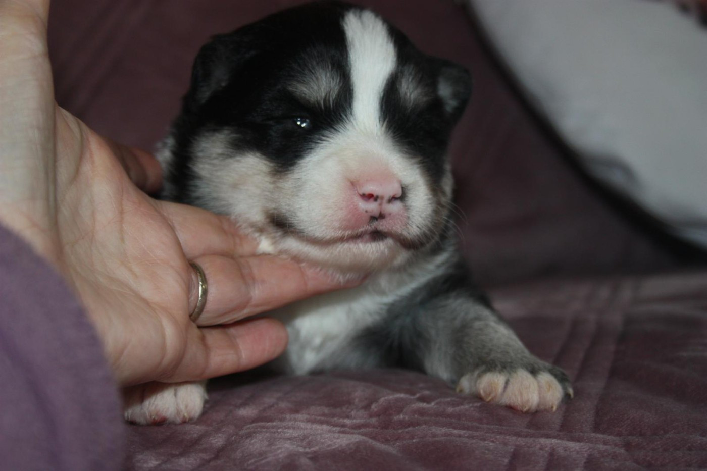 du Domaine D'Arinella Bianca - Chiots disponibles - Chien finnois de Laponie