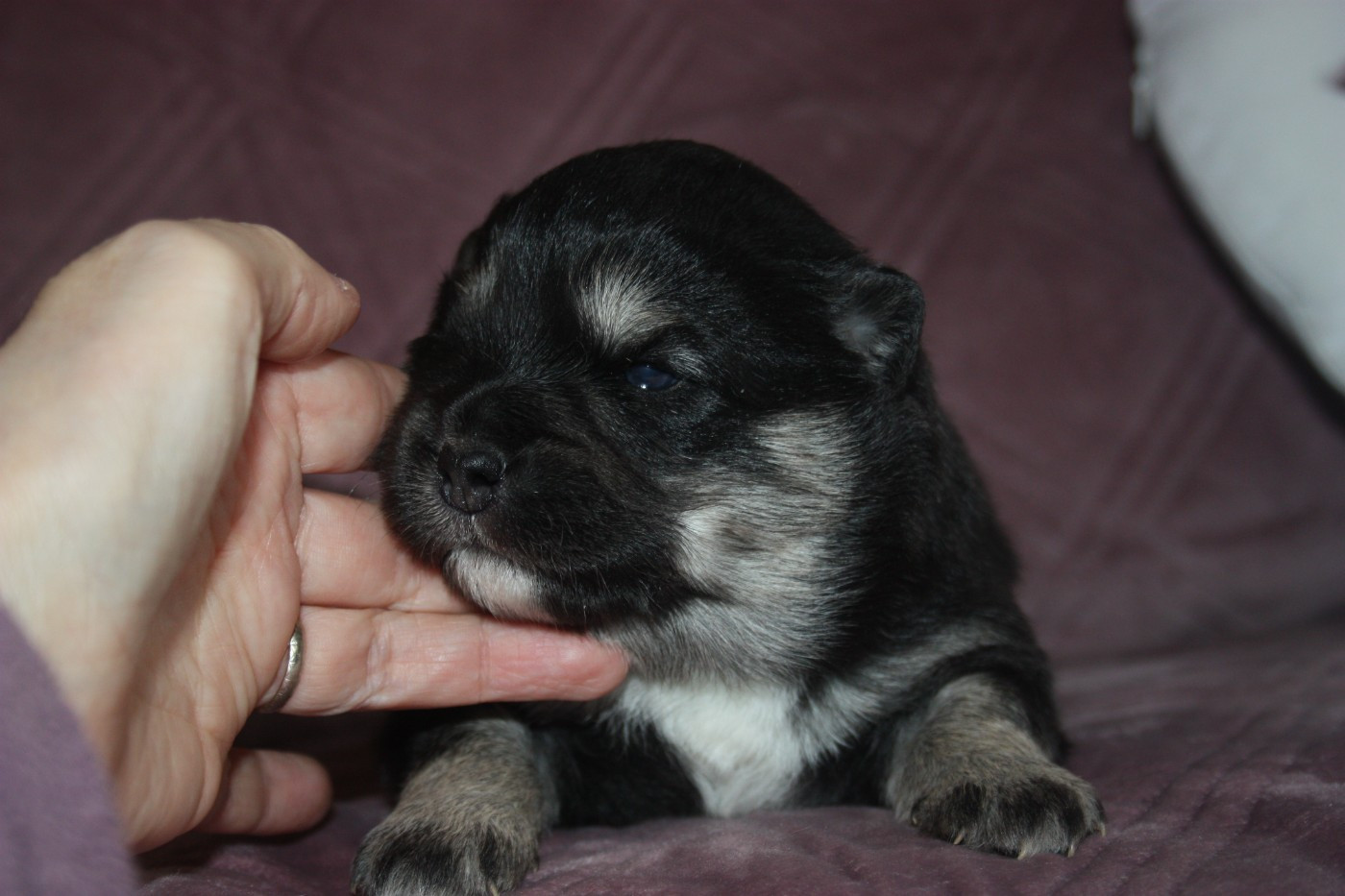 du Domaine D'Arinella Bianca - Chiots disponibles - Chien finnois de Laponie