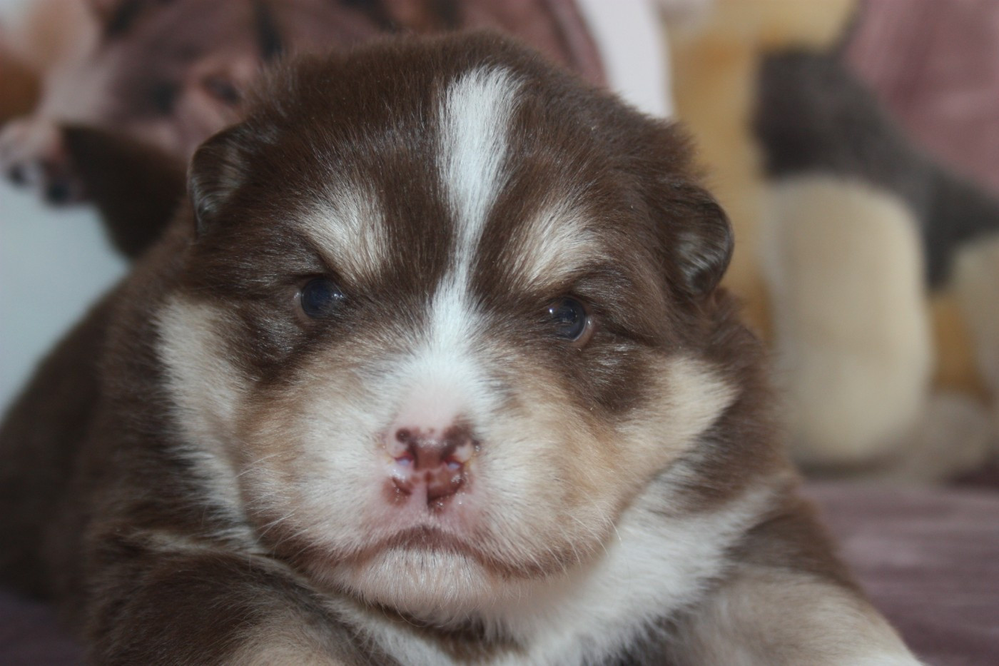 du Domaine D'Arinella Bianca - Chien finnois de Laponie - Portée née le 26/02/2026