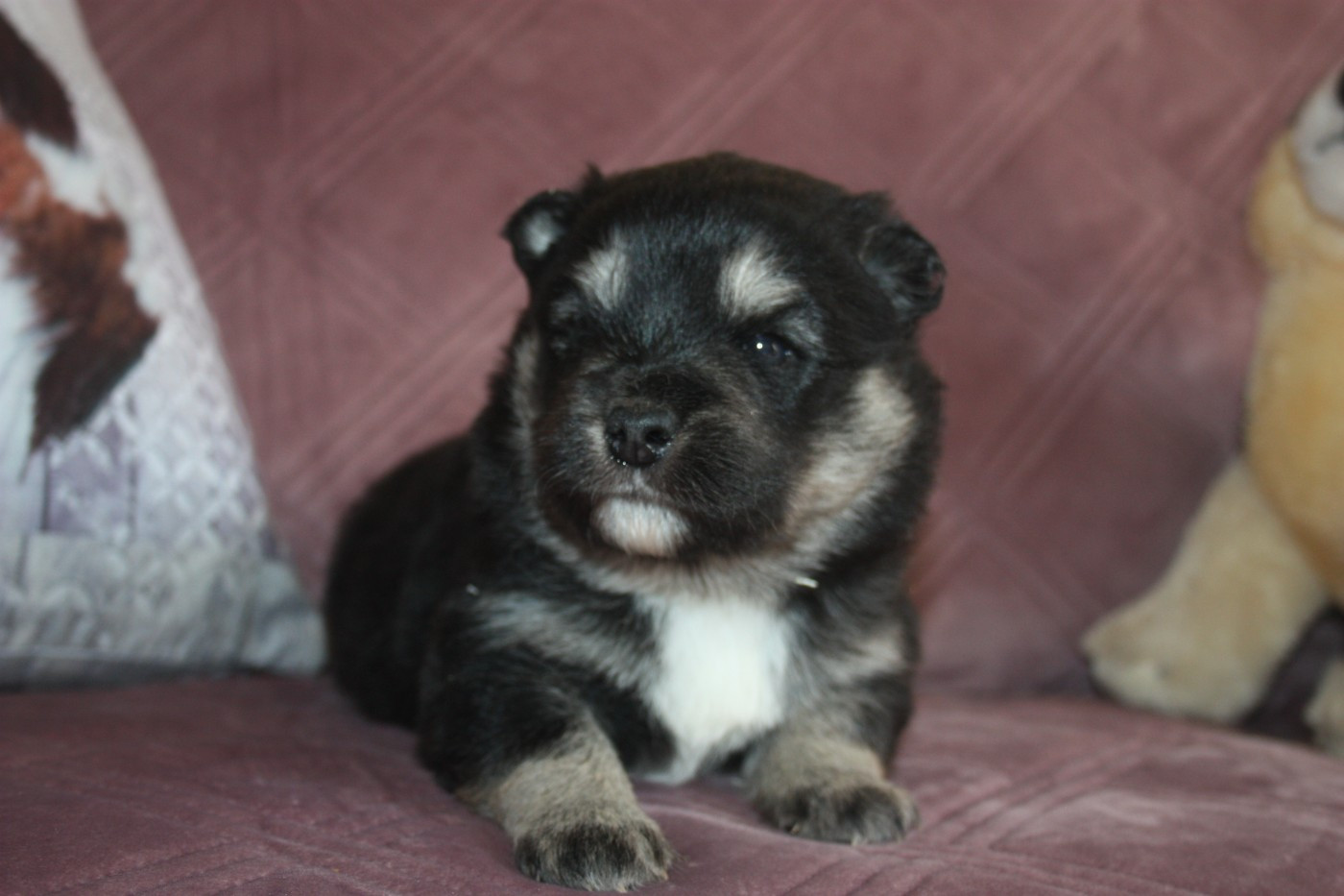 du Domaine D'Arinella Bianca - Chiots disponibles - Chien finnois de Laponie