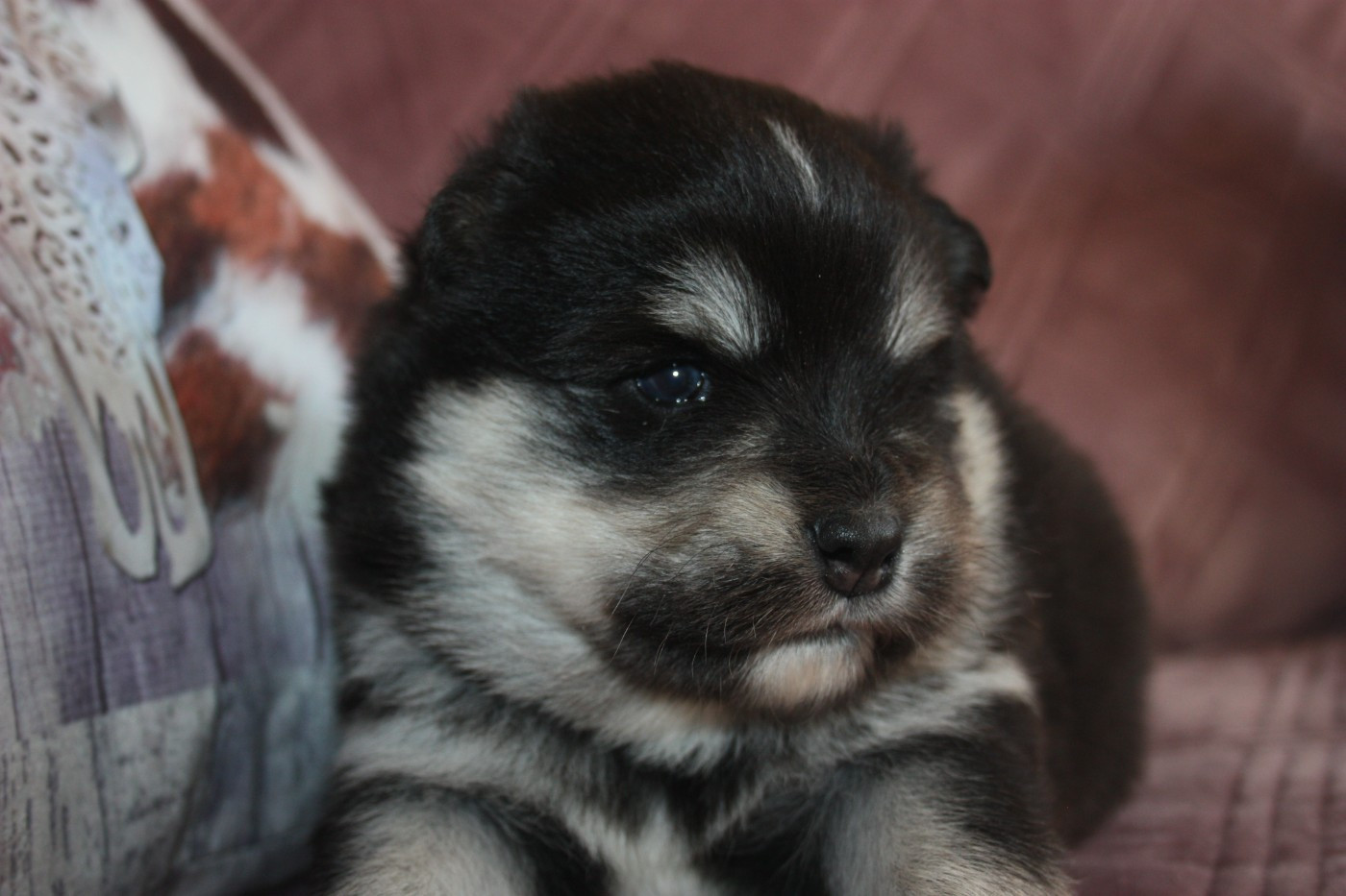 du Domaine D'Arinella Bianca - Chiots disponibles - Chien finnois de Laponie