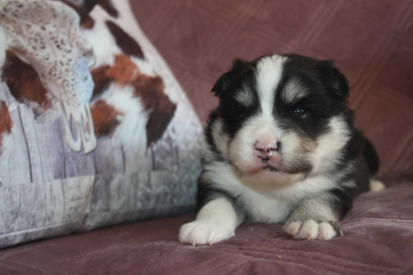 du Domaine D'Arinella Bianca - Chiots disponibles - Chien finnois de Laponie