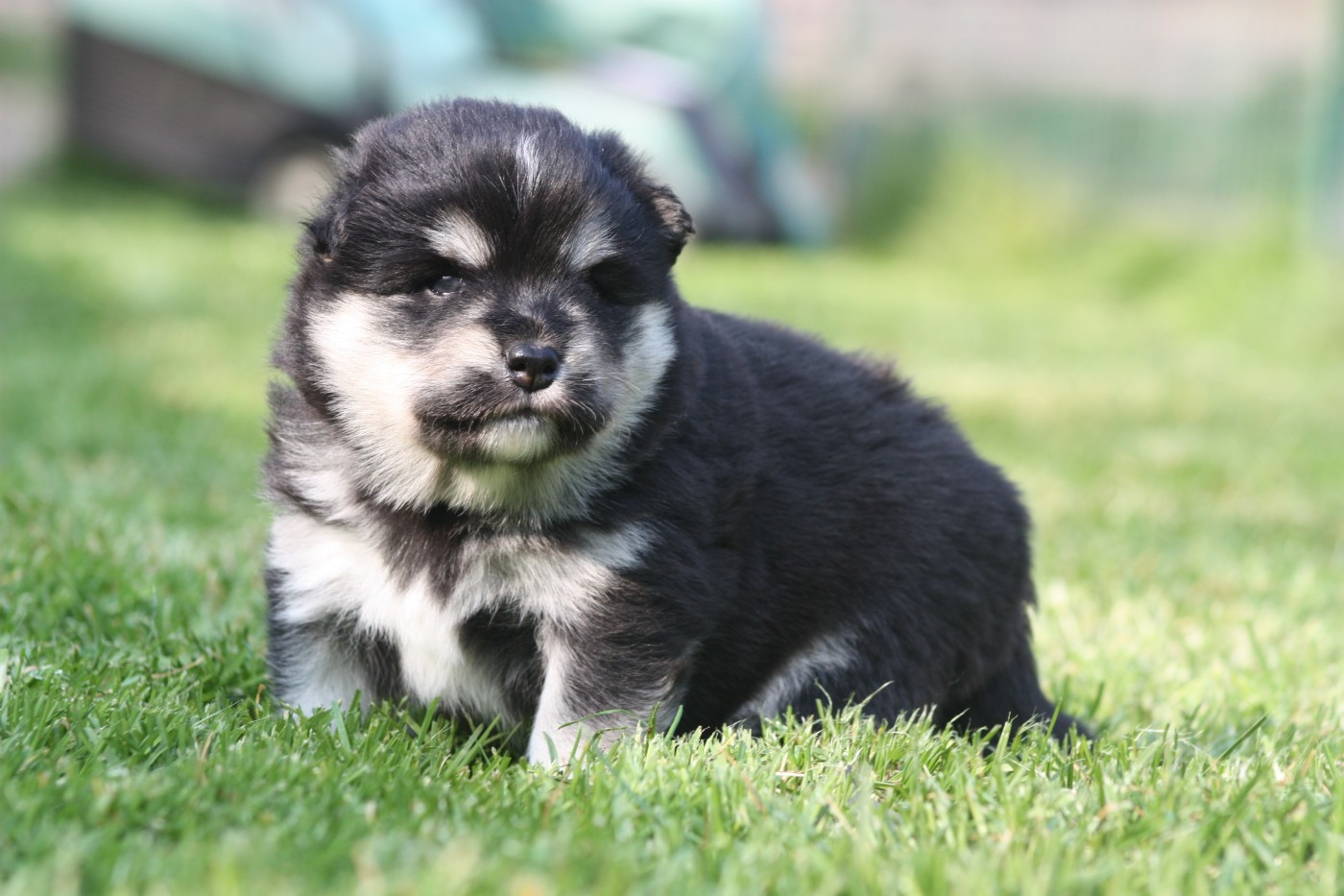 du Domaine D'Arinella Bianca - Chiots disponibles - Chien finnois de Laponie