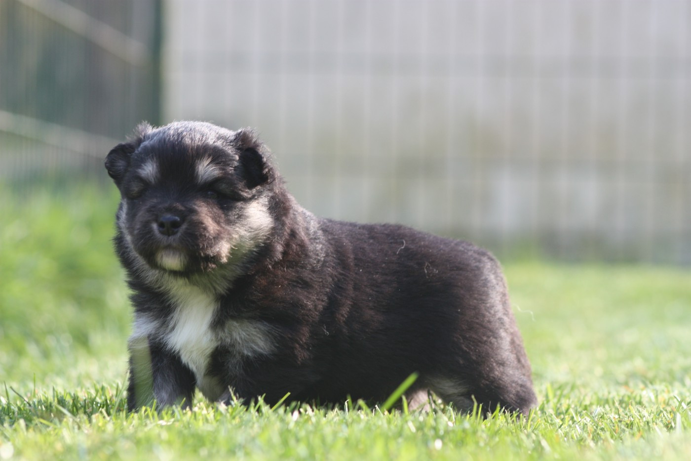 du Domaine D'Arinella Bianca - Chiots disponibles - Chien finnois de Laponie