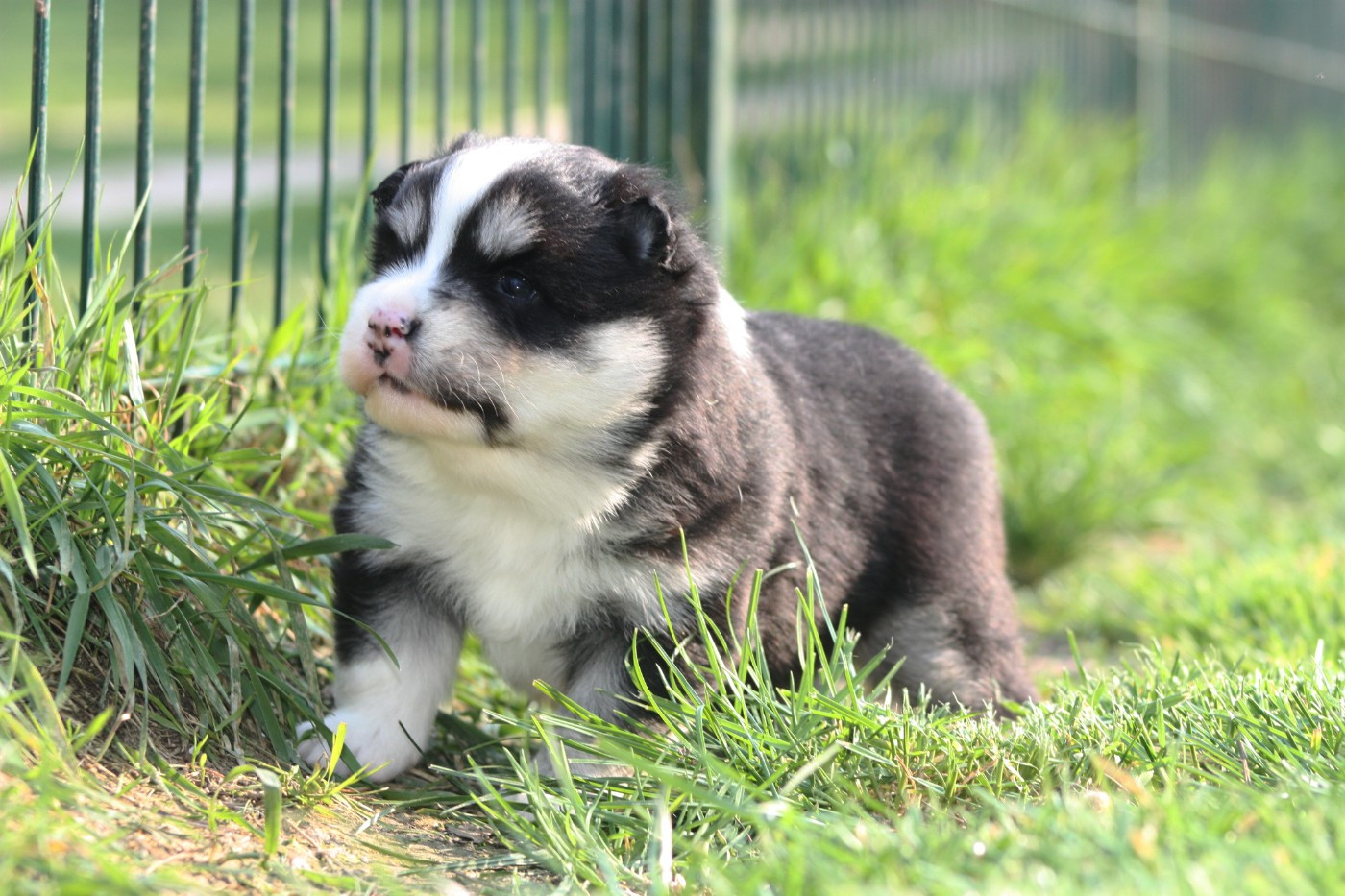 du Domaine D'Arinella Bianca - Chiots disponibles - Chien finnois de Laponie