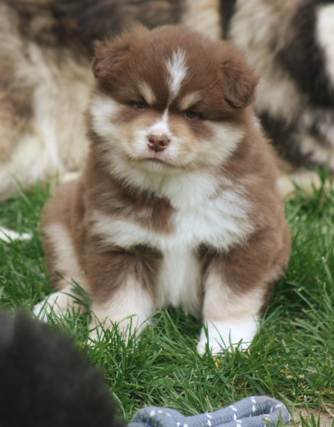 du Domaine D'Arinella Bianca - Chien finnois de Laponie - Portée née le 26/02/2026