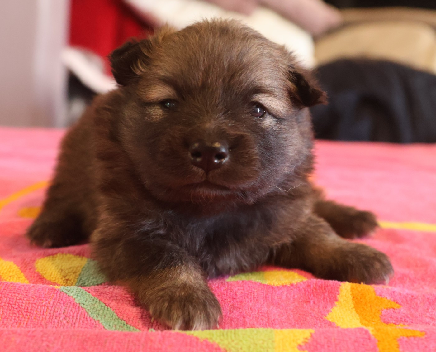 du Domaine D'Arinella Bianca - Chiots disponibles - Chien finnois de Laponie