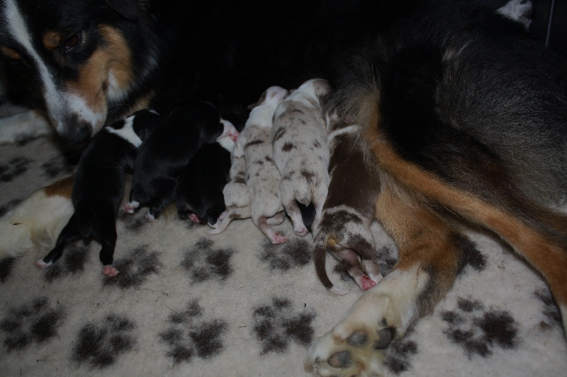 Chiot Berger Australien du Domaine D'Arinella Bianca