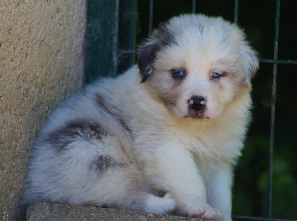 du Domaine D'Arinella Bianca - Berger Australien - Portée née le 19/04/2022