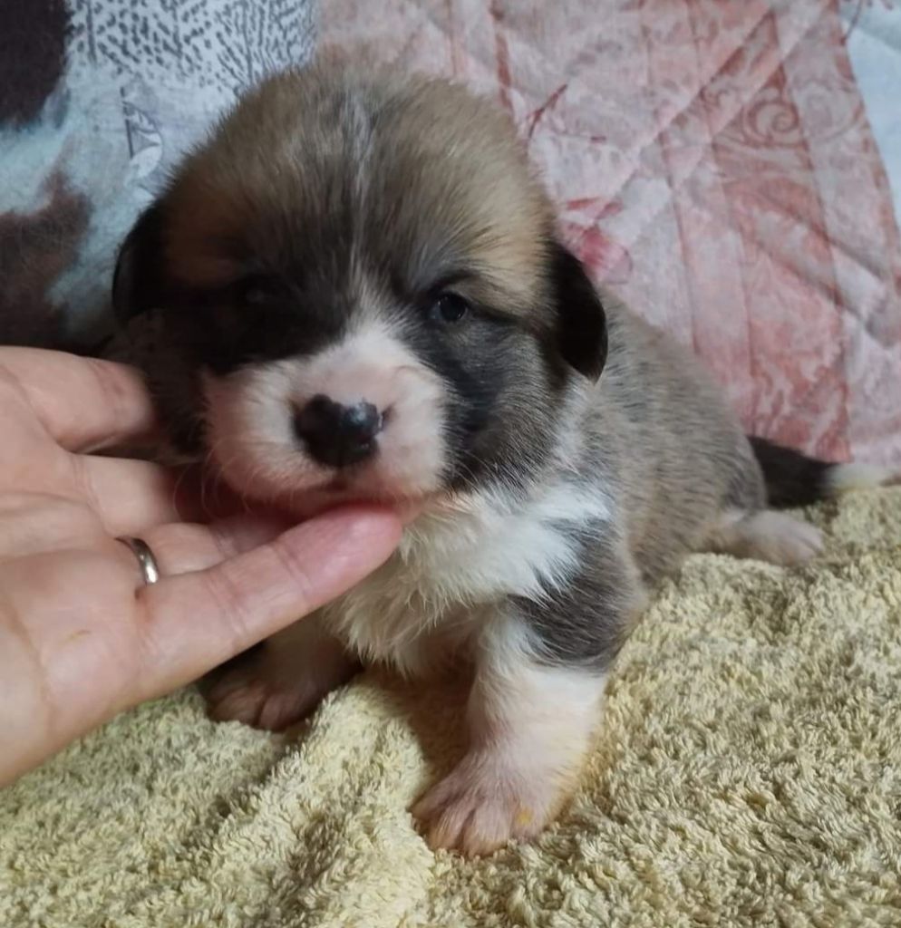 du Domaine D'Arinella Bianca - Welsh Corgi Pembroke - Portée née le 01/10/2024