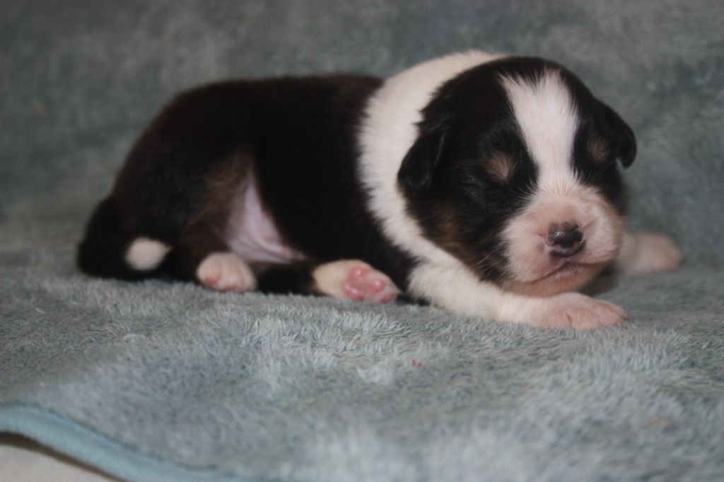 du Domaine D'Arinella Bianca - Chiots disponibles - Berger Australien