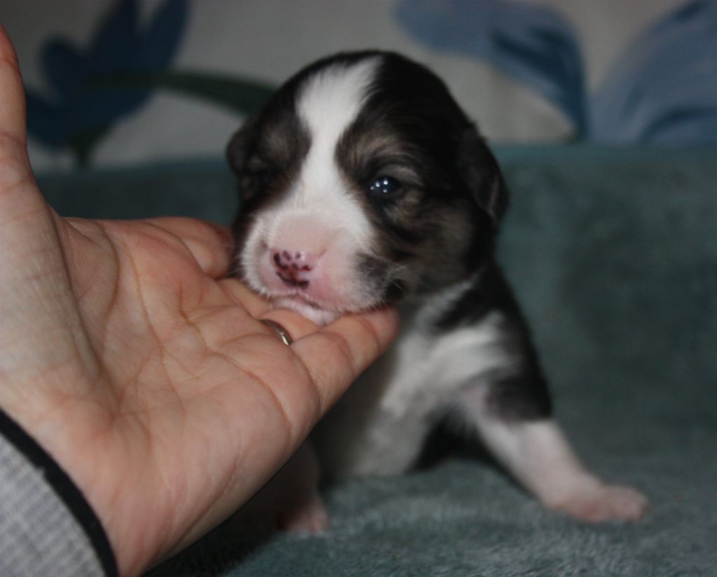 du Domaine D'Arinella Bianca - Chiots disponibles - Welsh Corgi Pembroke