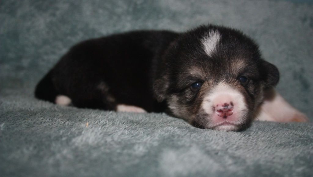 du Domaine D'Arinella Bianca - Chiots disponibles - Welsh Corgi Pembroke