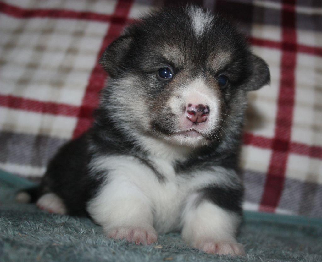 du Domaine D'Arinella Bianca - Chiots disponibles - Welsh Corgi Pembroke