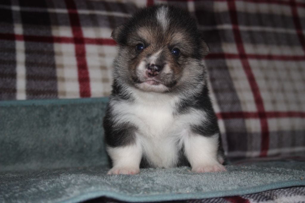 du Domaine D'Arinella Bianca - Chiots disponibles - Welsh Corgi Pembroke