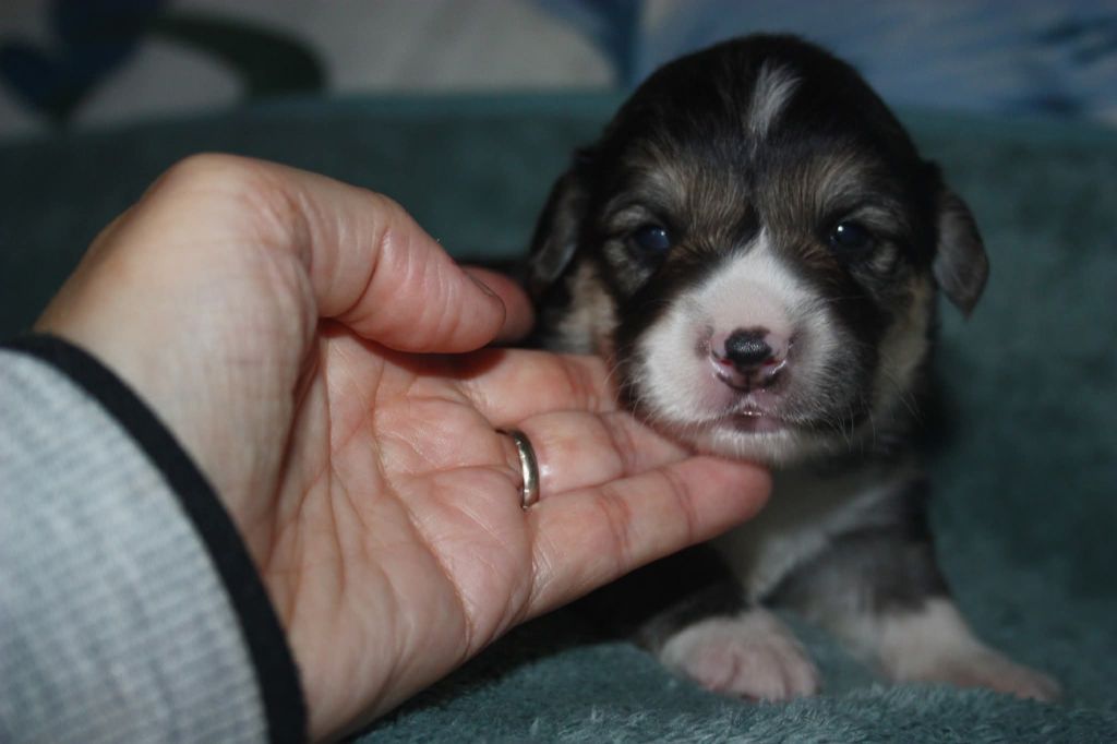 du Domaine D'Arinella Bianca - Chiots disponibles - Welsh Corgi Pembroke