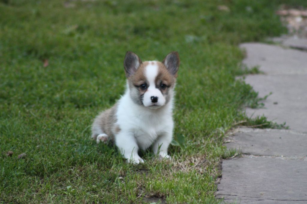 du Domaine D'Arinella Bianca - Chiots disponibles - Welsh Corgi Pembroke