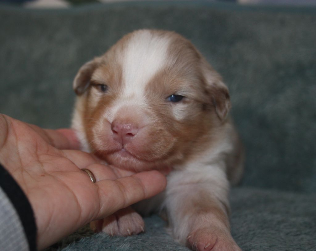 du Domaine D'Arinella Bianca - Chiots disponibles - Berger Australien