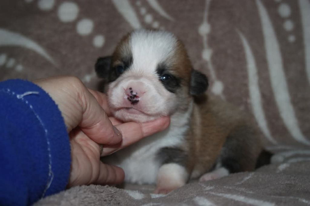du Domaine D'Arinella Bianca - Chiots disponibles - Welsh Corgi Pembroke