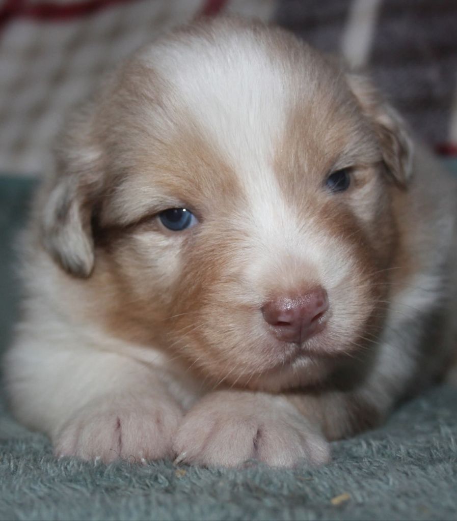 du Domaine D'Arinella Bianca - Chiots disponibles - Berger Australien