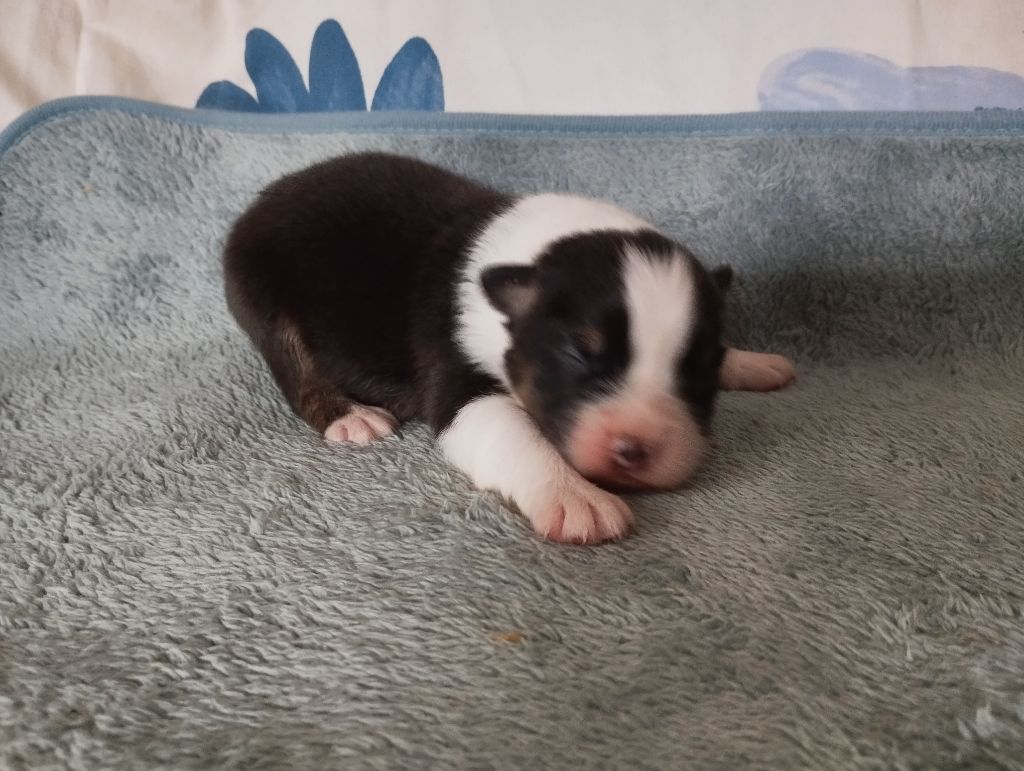 du Domaine D'Arinella Bianca - Chiots disponibles - Berger Australien