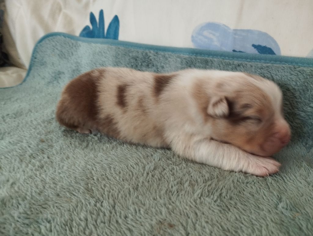 du Domaine D'Arinella Bianca - Chiots disponibles - Berger Australien